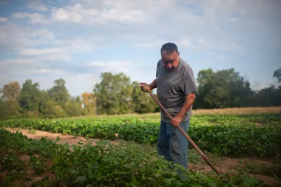 Vicente Gonzalez weeds crops of peas at his farm in Bodcaw, Ark. on Sept. 7, 2023. Photo by Rory Doyle.
